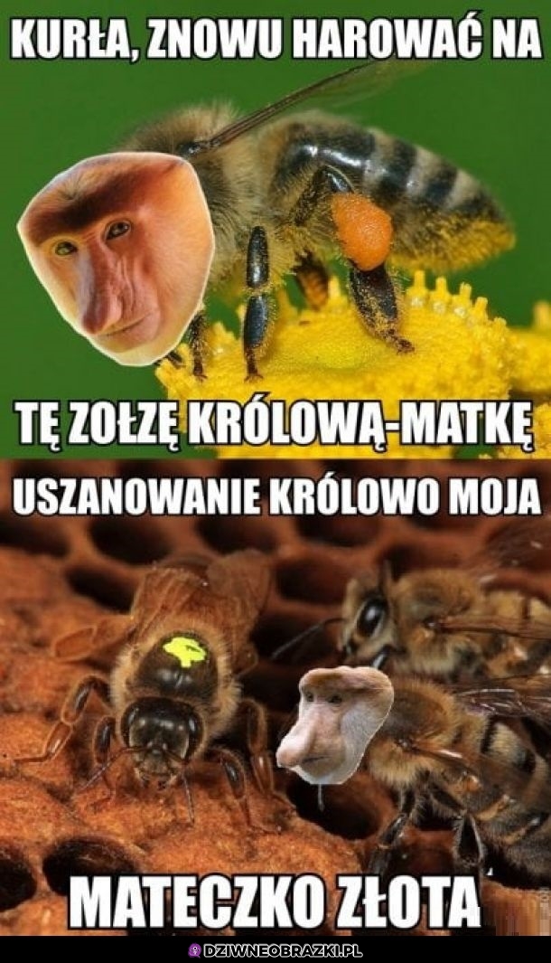 Janusz