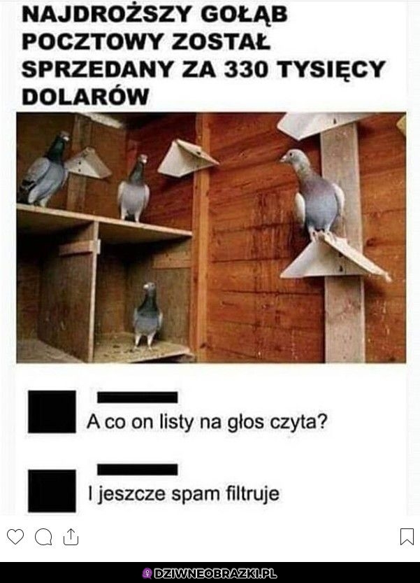 Drogi gołąb