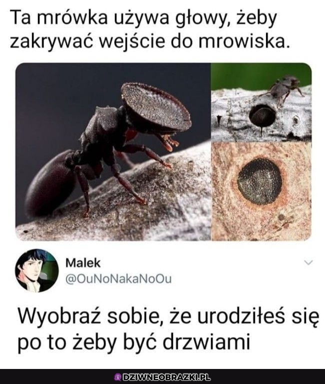 Przynajmniej  jest przydatna