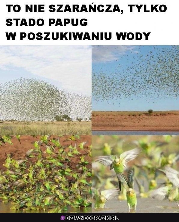 Na szczęście nie szarańcza