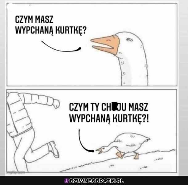 Z czego ta kurteczka?