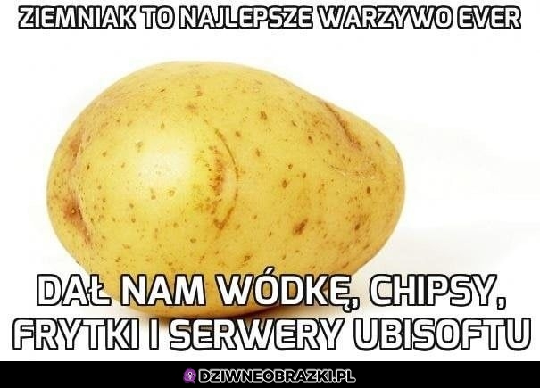 Wspaniały zimniok