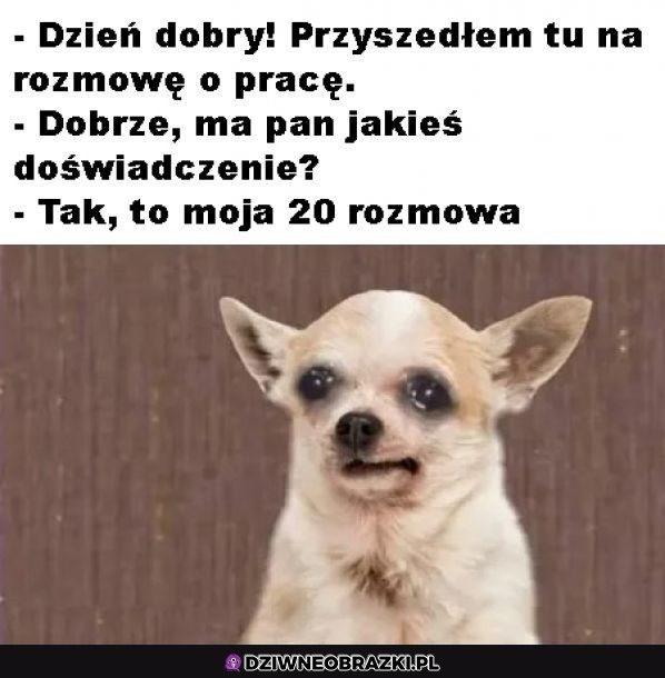 Dzień dobry