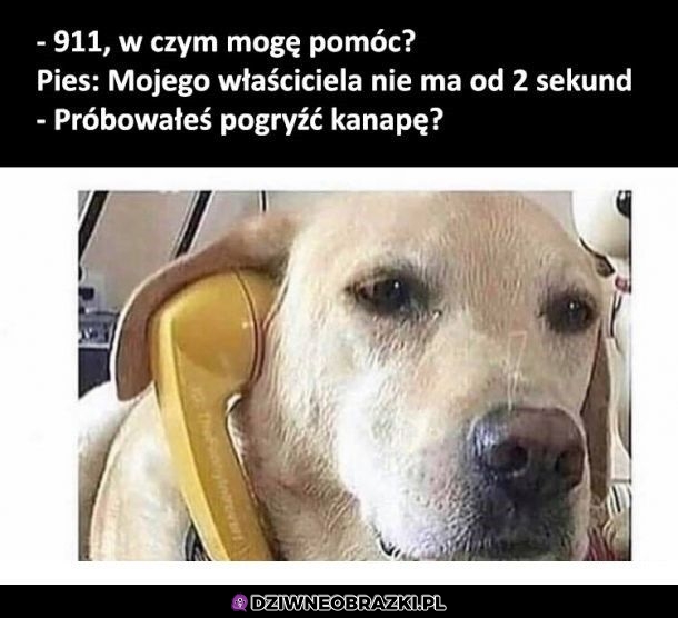 Psie 112