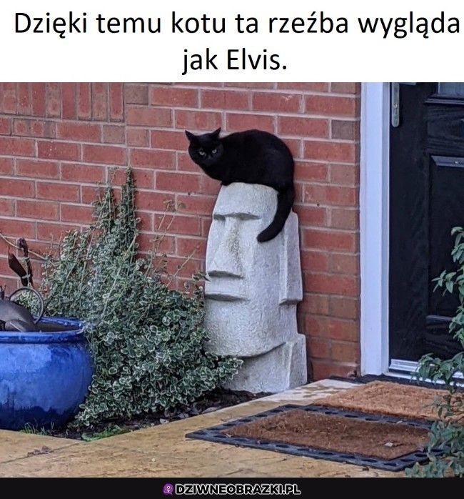 Idealnie ułożone kitku