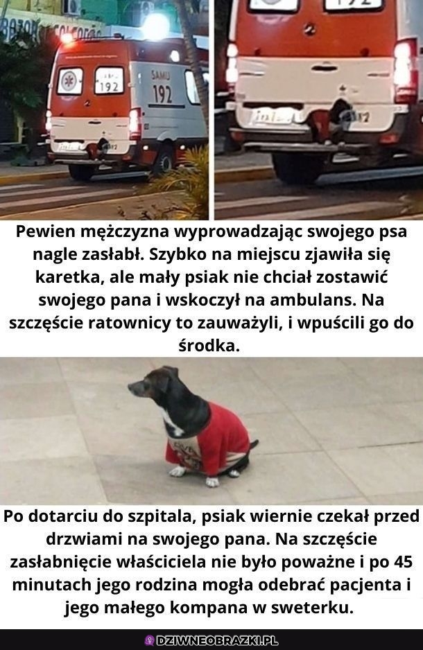 Nie zasługujemy na psy