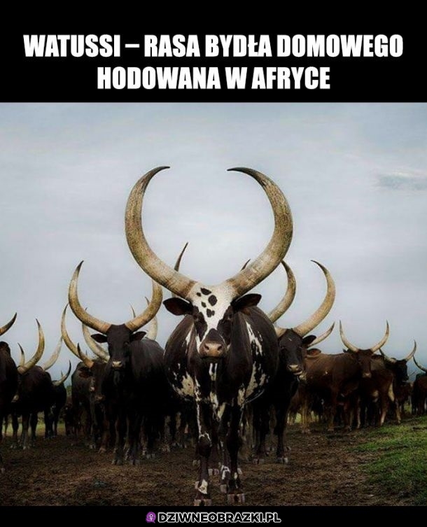 Epickie