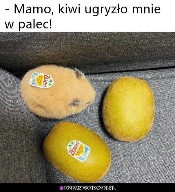 Agresywne kiwi