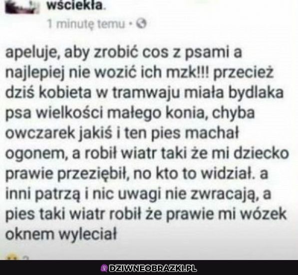 Zróbcie coś z tymi psami!