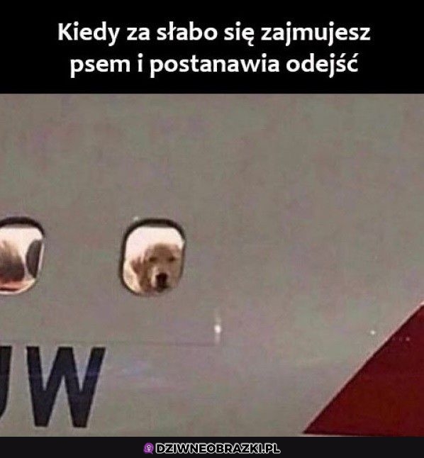 Żegnaj