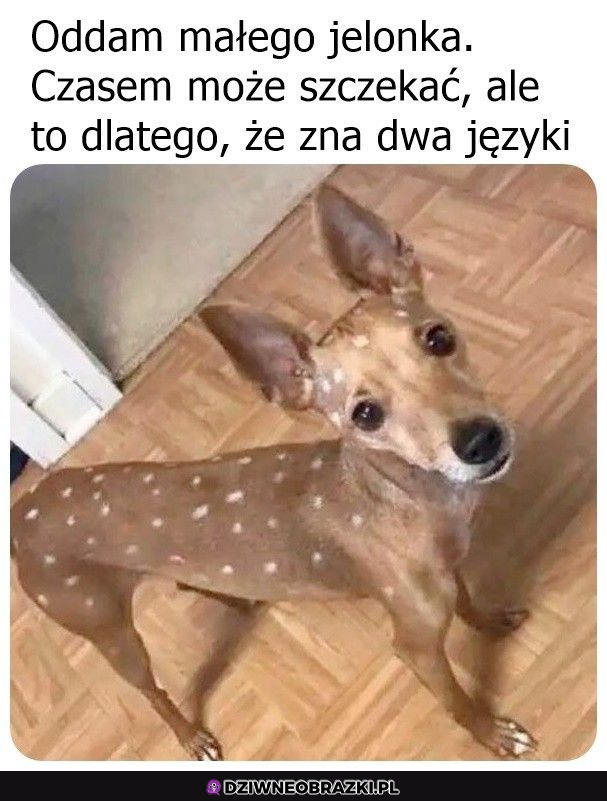 Chyba coś poszło nie tak