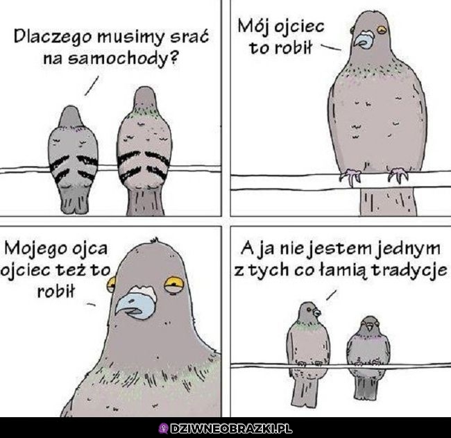Dlaczego to robią?