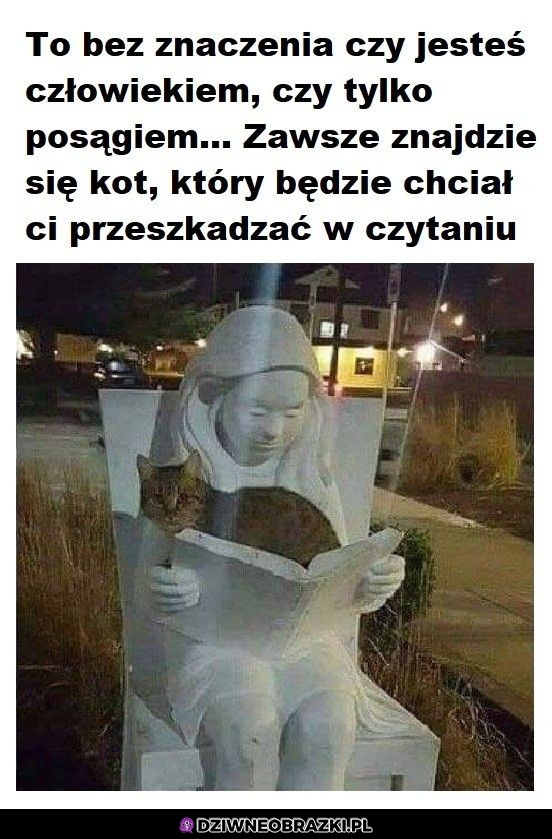 Kot będacy kotem