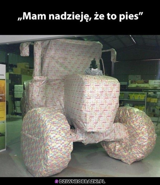 Owczarek na pewno