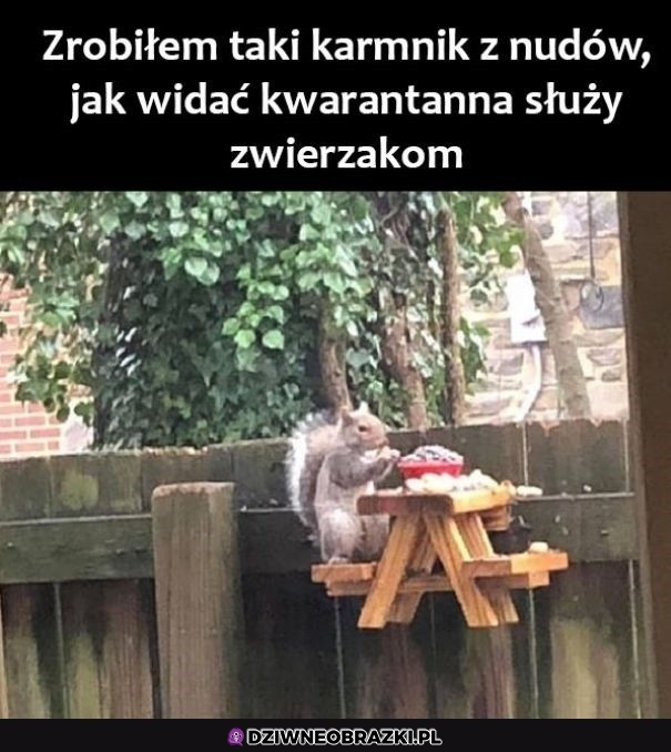 Świetny karmnik
