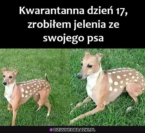 Piesojeleń