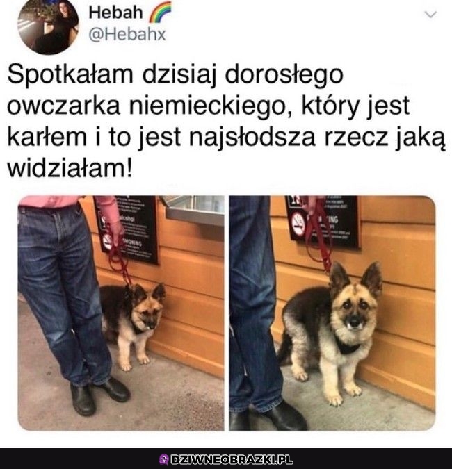 Ale słodziak