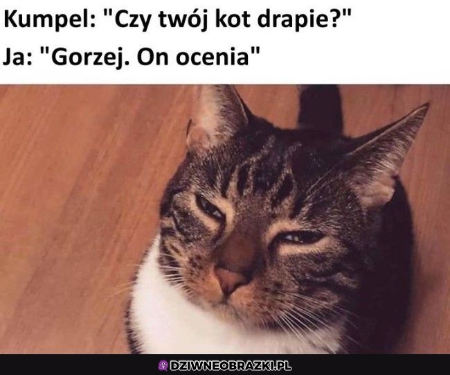 Takie kocie zajęcie