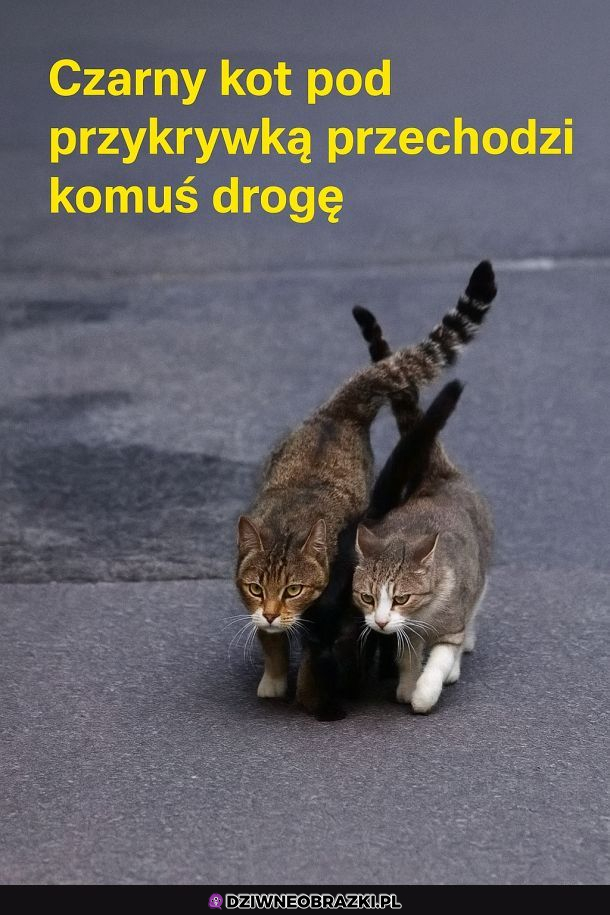 Ale się ukrył 