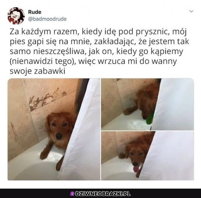 Nie zasługujemy na psy
