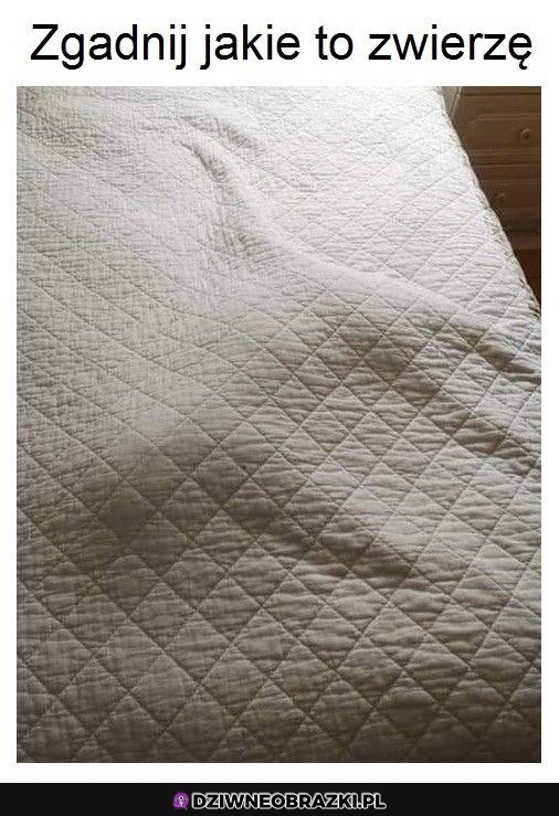 Trudna zagadka