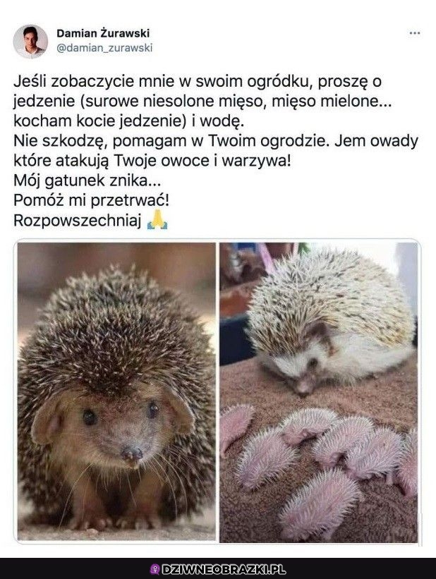 Jeżyki to najlepsze ziomki