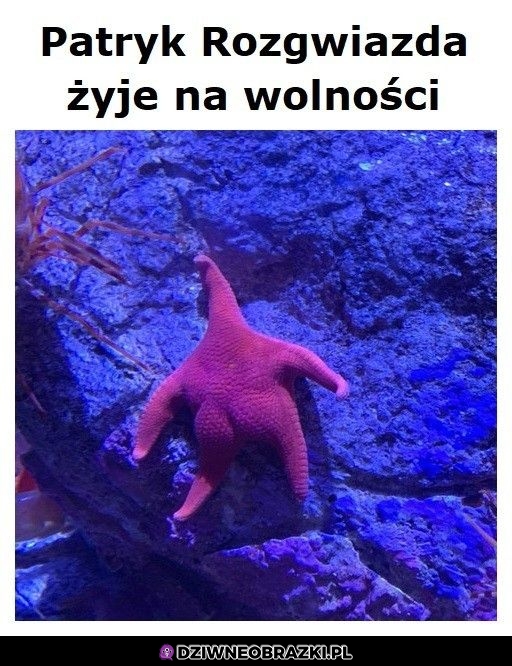 Patryk robił przysiady!