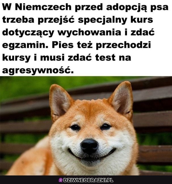 Wszędzie testy