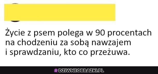 Życie z psem