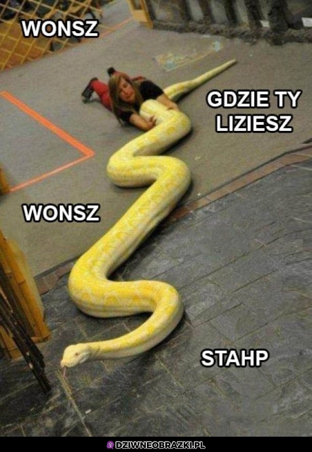 Wonsz