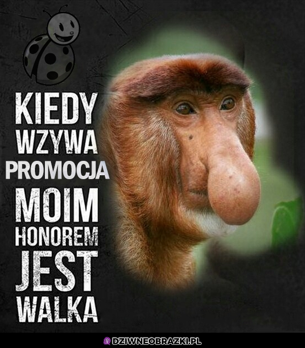 Promocja w biedrze