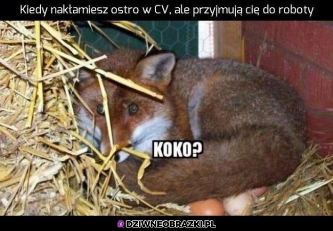 Dziwna kura