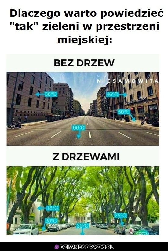 Drzewa w mieście są bardzo spoczko