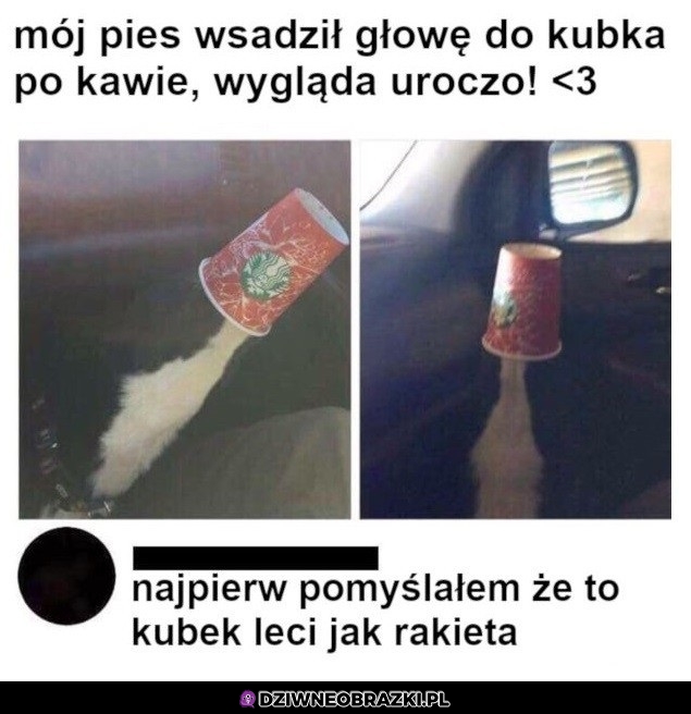 Pieseł w kubku