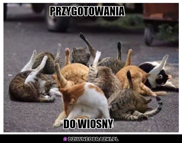 Szykowanko