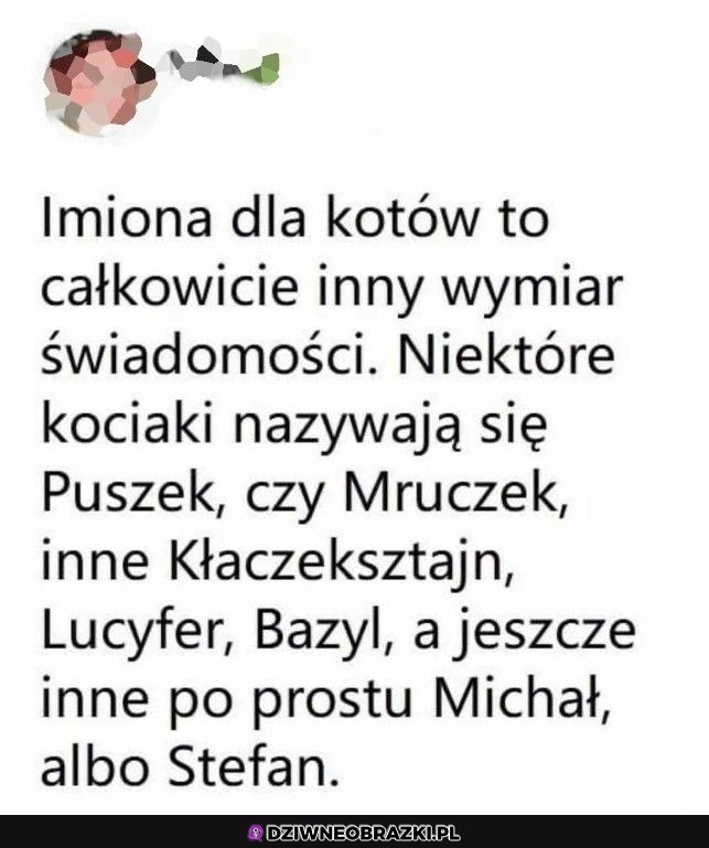 Imiona dla kotów