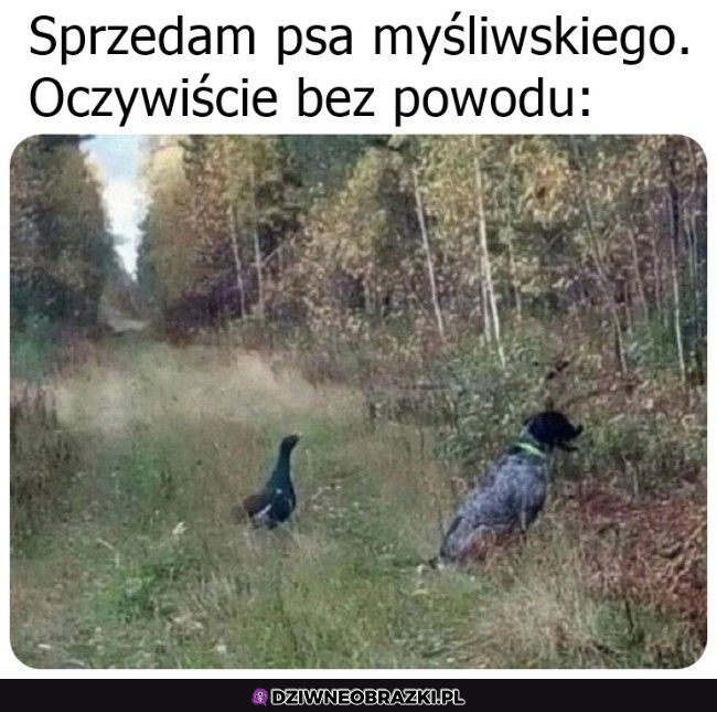 Pies na sprzedaż