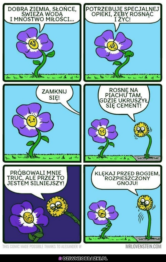 Mleczyk