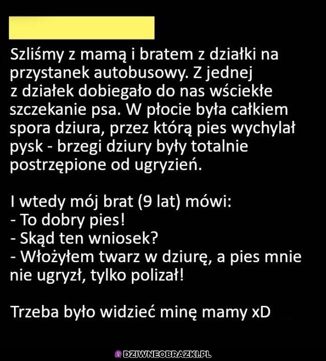 Dobry piesek