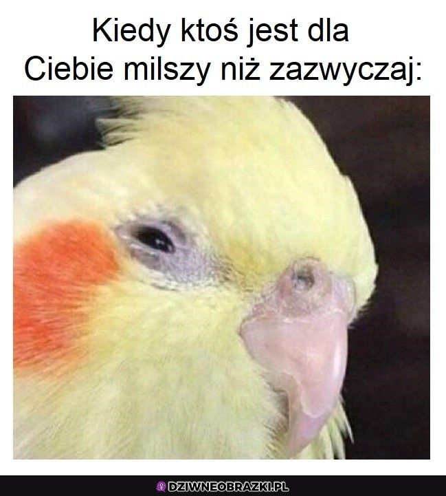 Podejrzane