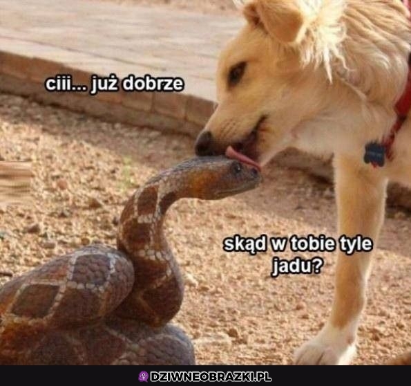 No już już