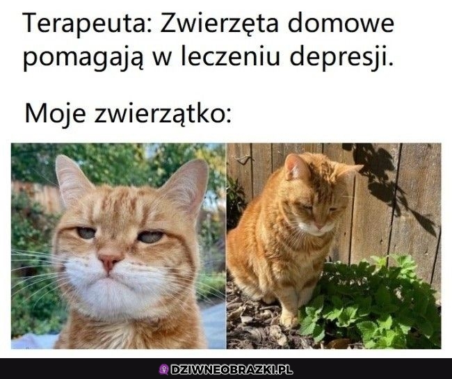 Bardzo pomocne