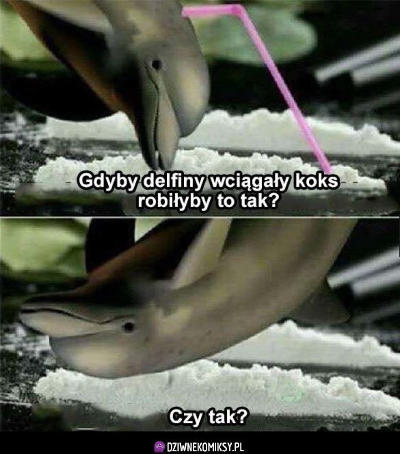 Delfinek z koksem