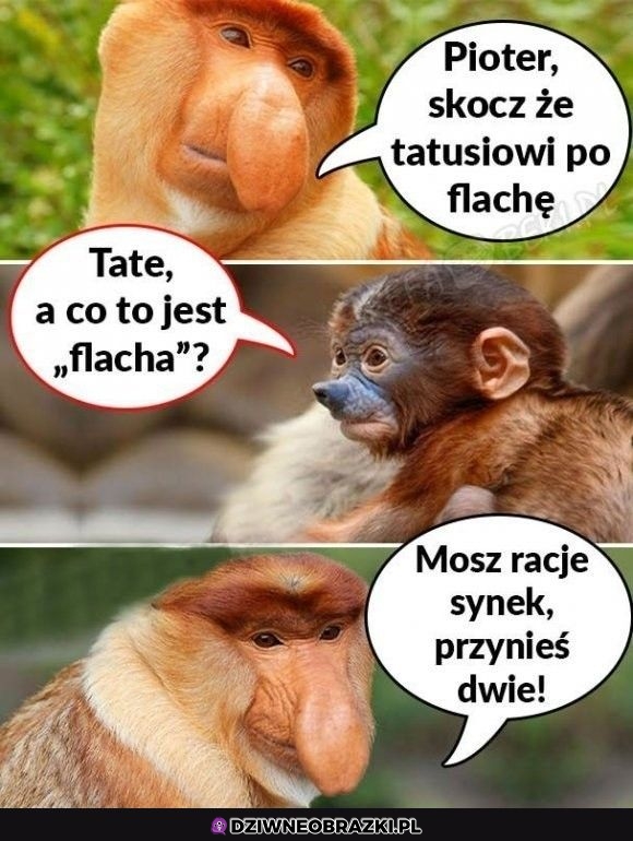 Skocz po flache
