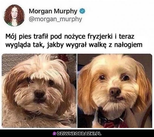 Dziwny piesek