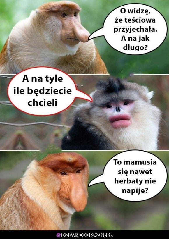 Podam płaszczyk