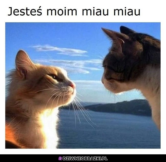 Miau