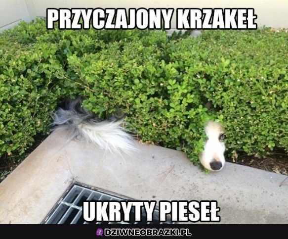 Przyczajony