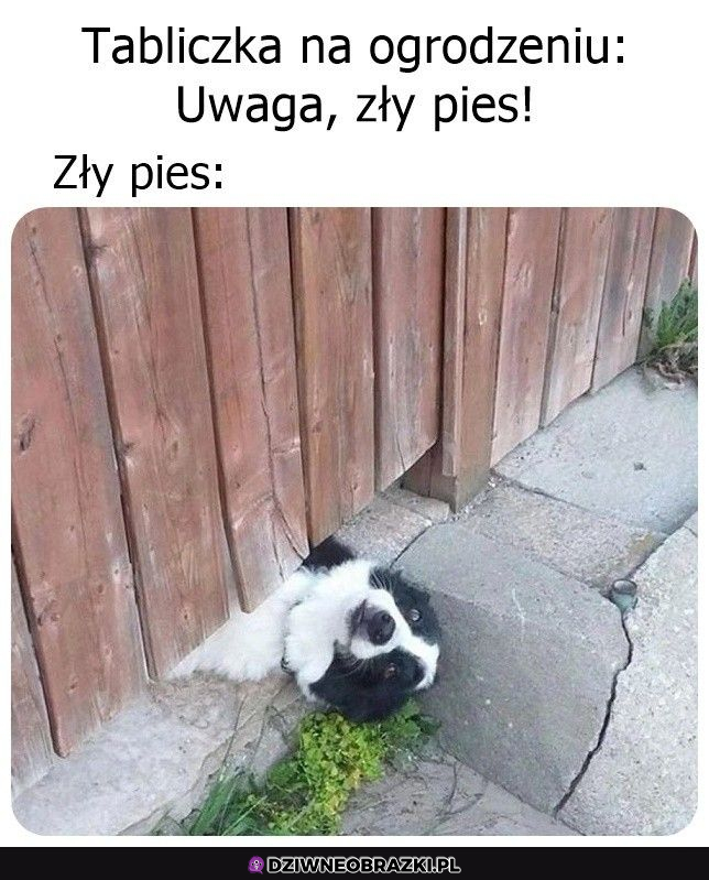 Ale zły pieseł :3