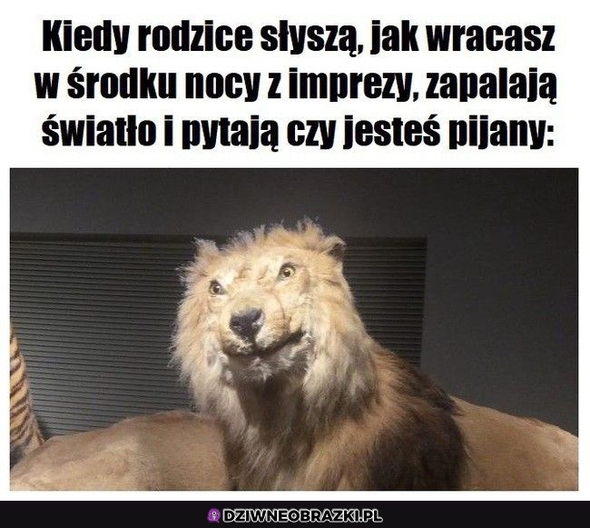 No co wy, nigdy w życiu